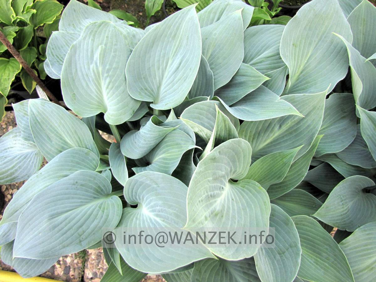 Hosta tardiana Halcyon 02.JPG